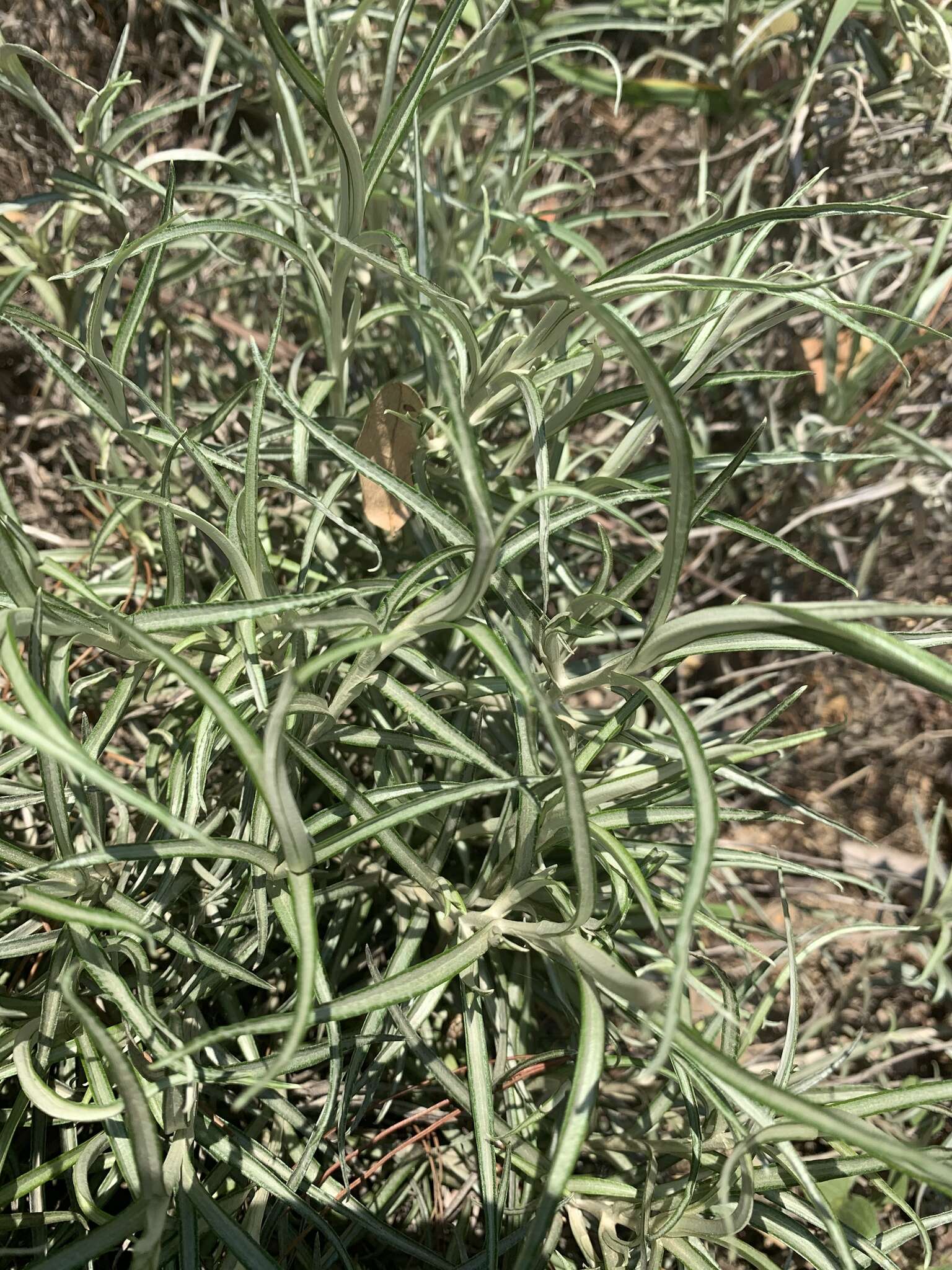 Plancia ëd Helichrysum chrysargyrum Moeser