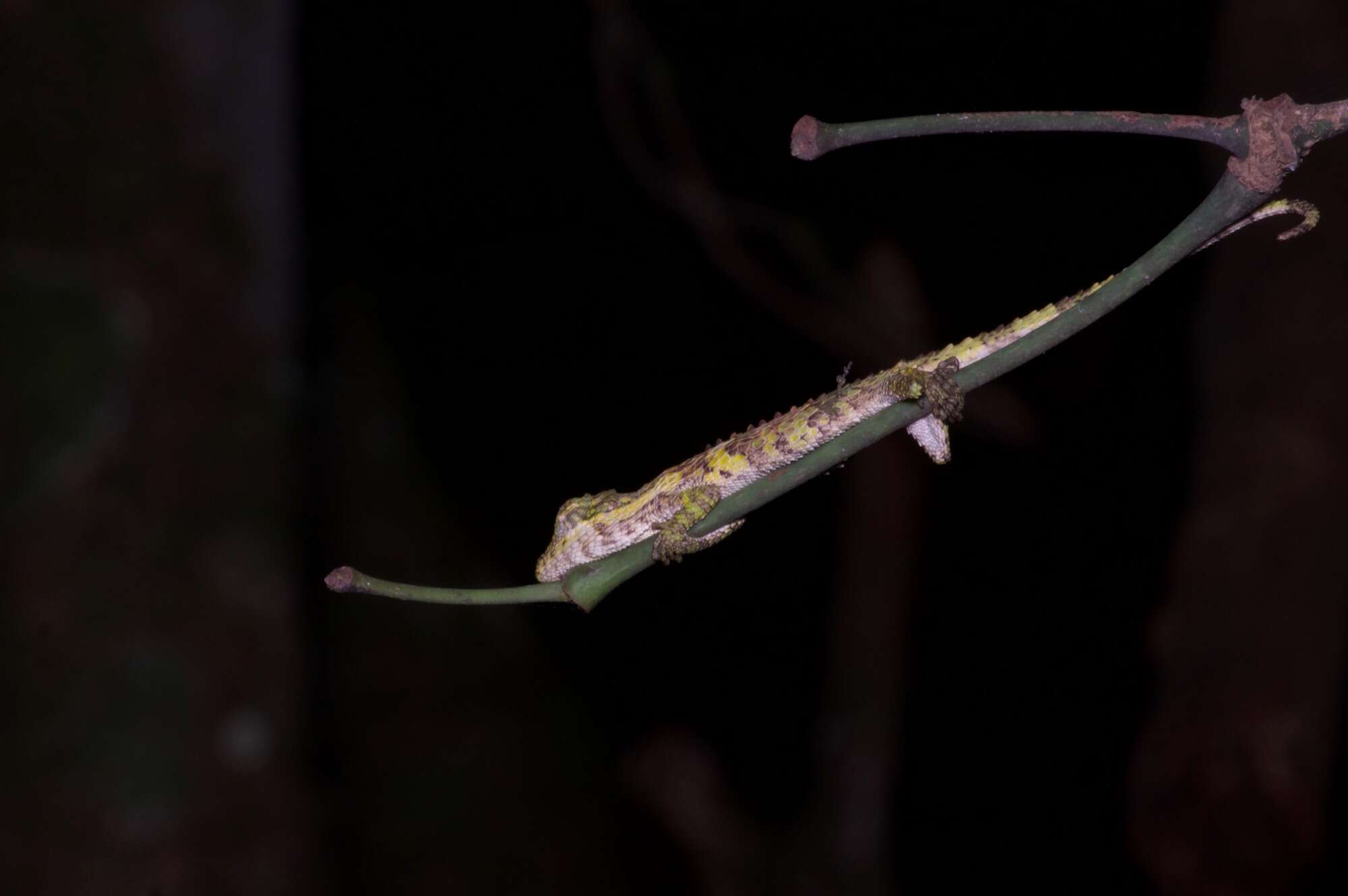 Imagem de Cophotis dumbara Samarawickrama, Ranawana, Rajapaksha, Ananjeva, Orlov, Ranasinghe & Samarawickrama 2006