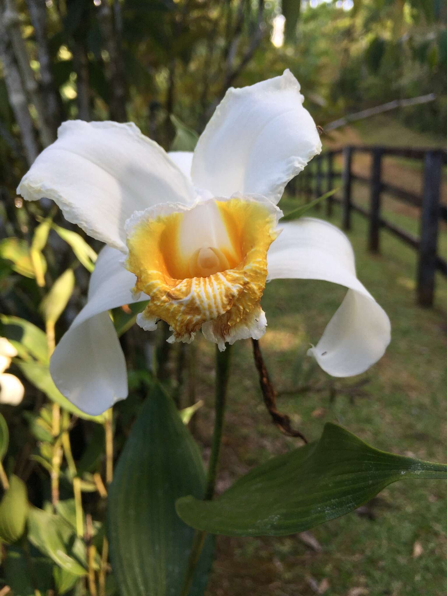 Image of Sobralia chrysostoma Dressler