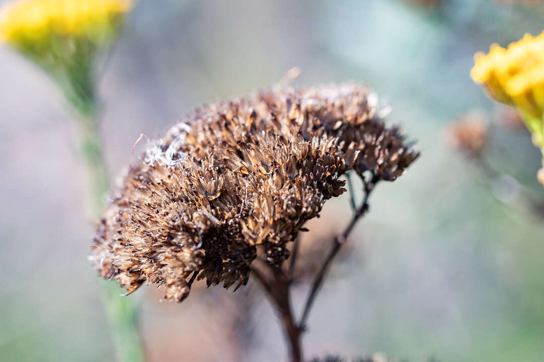 Image of Athanasia juncea (DC.) D. Dietr.