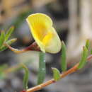 Image of Aspalathus nudiflora Harv.