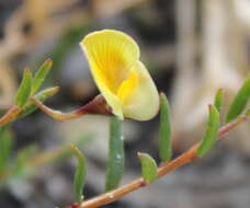 Слика од Aspalathus nudiflora Harv.