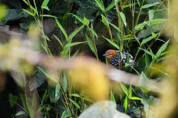 Image of Pacific Antwren