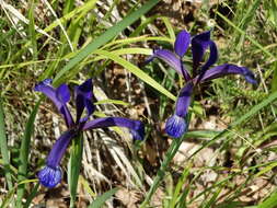 Image of Iris sintenisii Janka