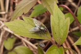 Eudasyphora cyanella (Meigen 1826) resmi