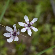 Image of Wurmbea biglandulosa subsp. flindersica R. J. Bates