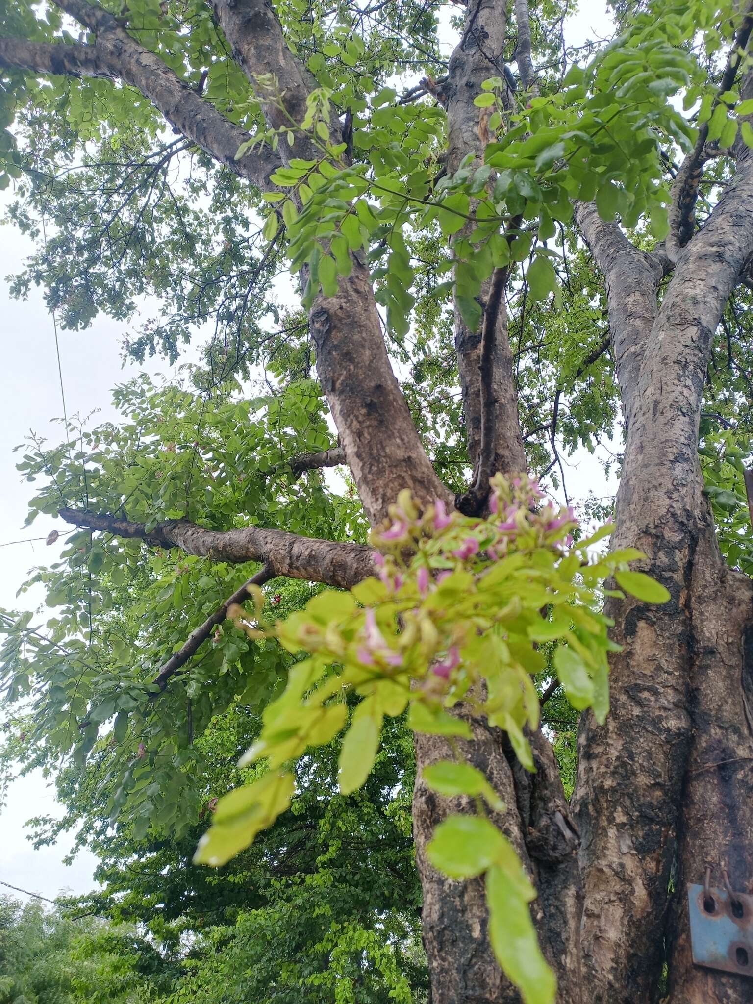 Image of Harpalyce arborescens A. Gray