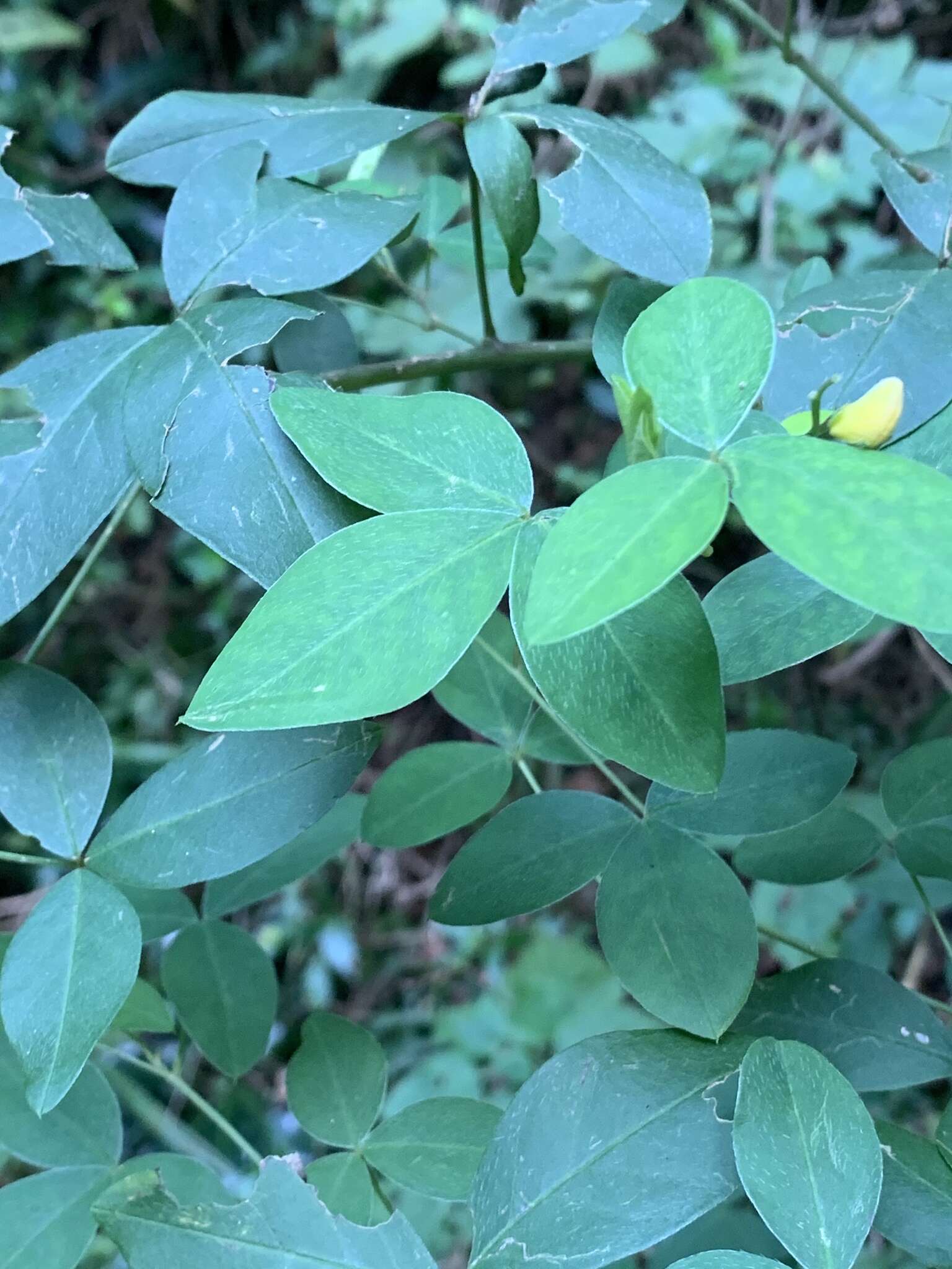 Слика од Argyrolobium tomentosum (Andrews) Druce