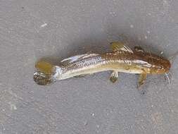 Image of Catfish