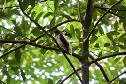 Image of Bearded Bellbird