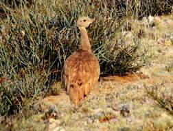 Image of Eupodotis vigorsii namaqua (Roberts 1932)