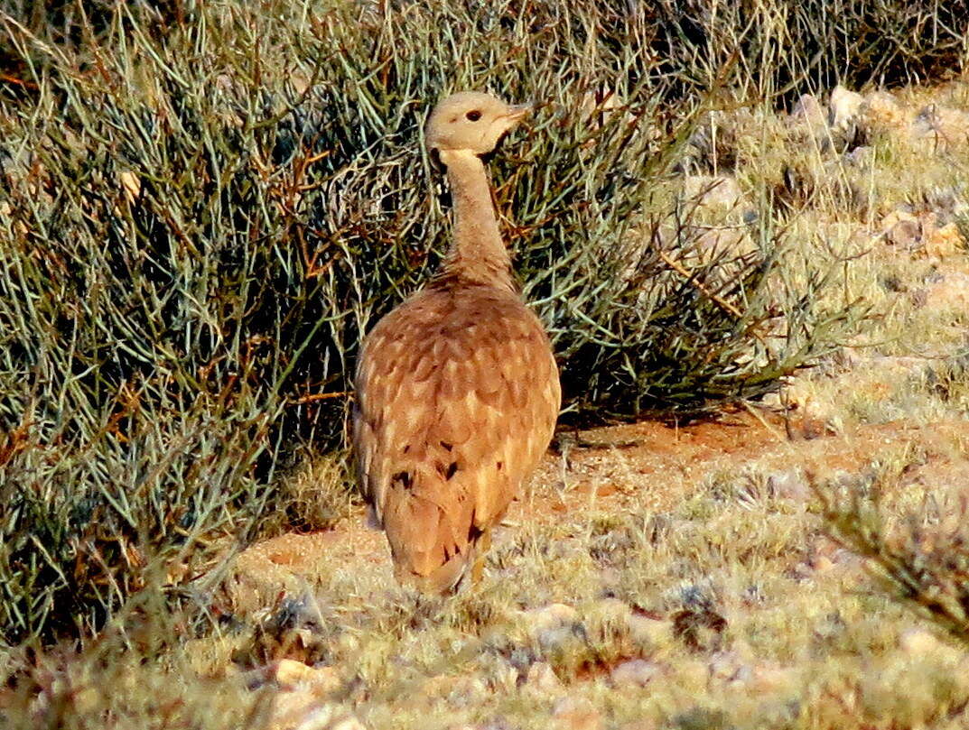 Imagem de Eupodotis vigorsii namaqua (Roberts 1932)