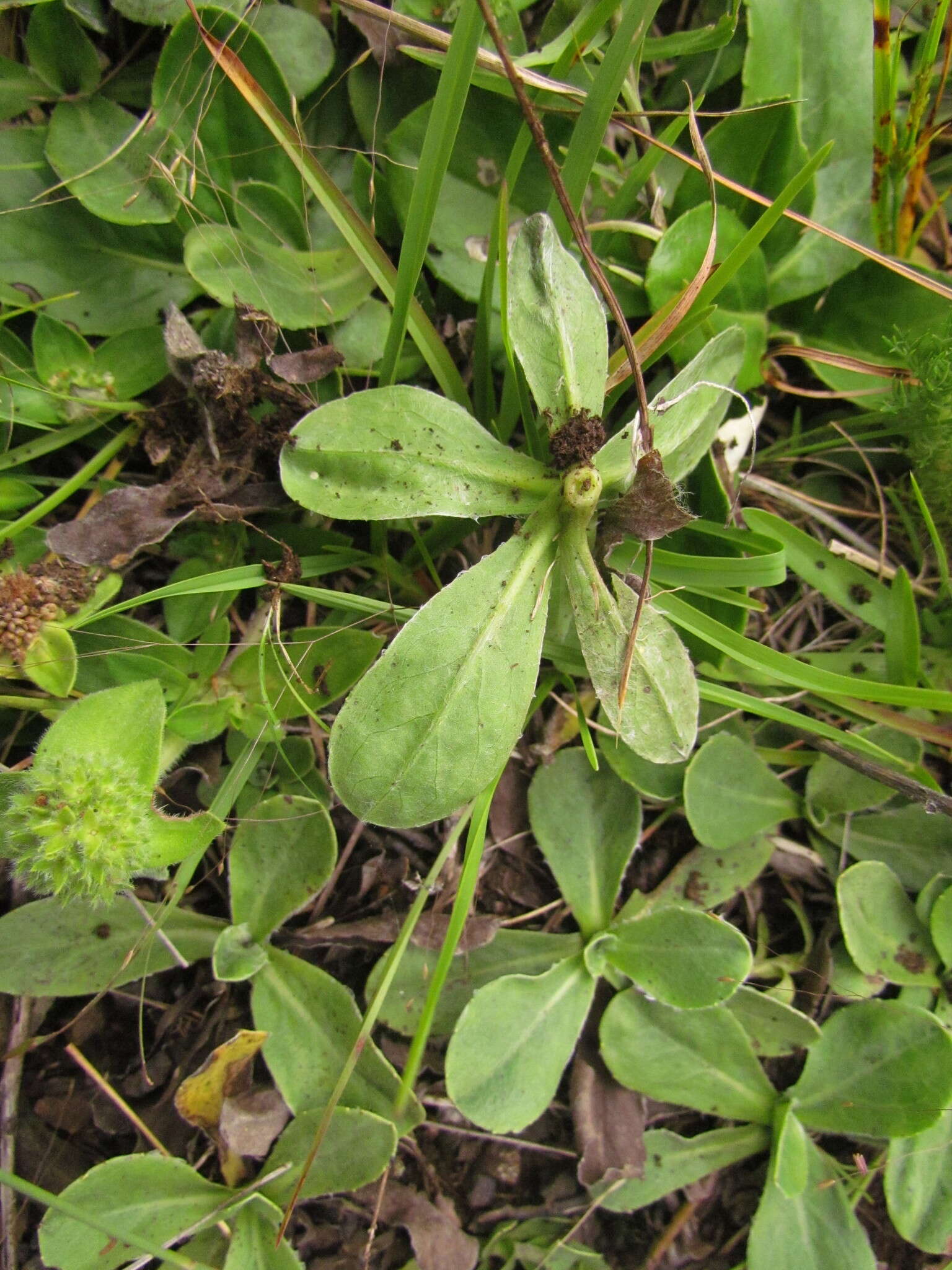 Image of Noticastrum decumbens (Baker) Cuatrec.