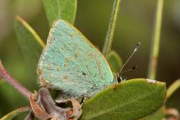 Image of Arizona Hairstreak