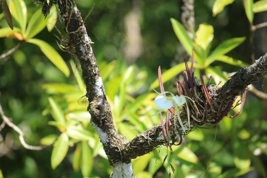 Image of lady of the night orchid