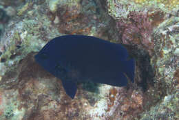 Image of Blue Velvet Angelfish