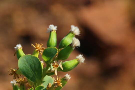 Image of Lopholaena coriifolia (Sond.) Phillips & C. A. Smith