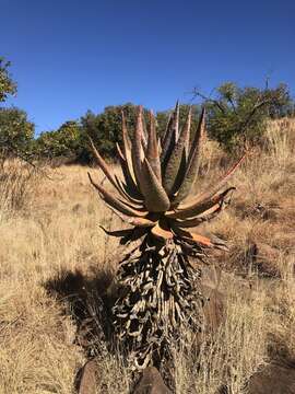 Image of Aloe marlothii subsp. marlothii