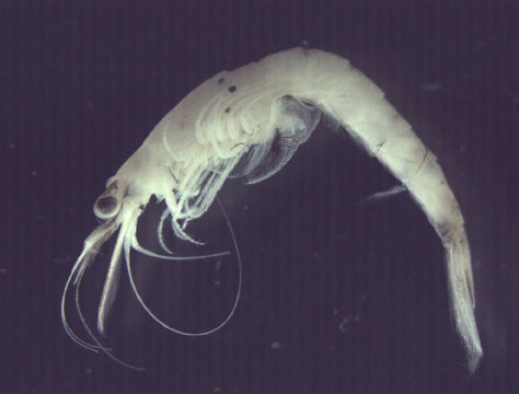 Image of <i>Neomysis americana</i> (S. I. Smith 1873)