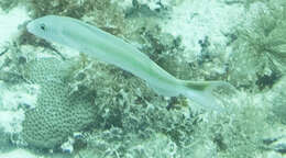 Image of Muttonfish