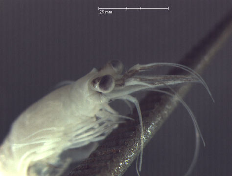 Image of <i>Neomysis americana</i> (S. I. Smith 1873)