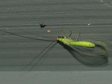 Image of Plesiochrysa