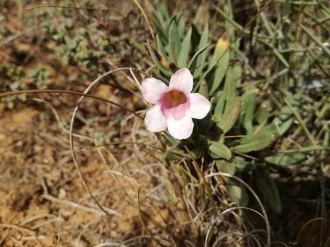 Image of Pachypodium bispinosum (L. fil.) A. DC.