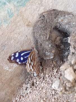 صورة Myscelia cyaniris Doubleday (1848)