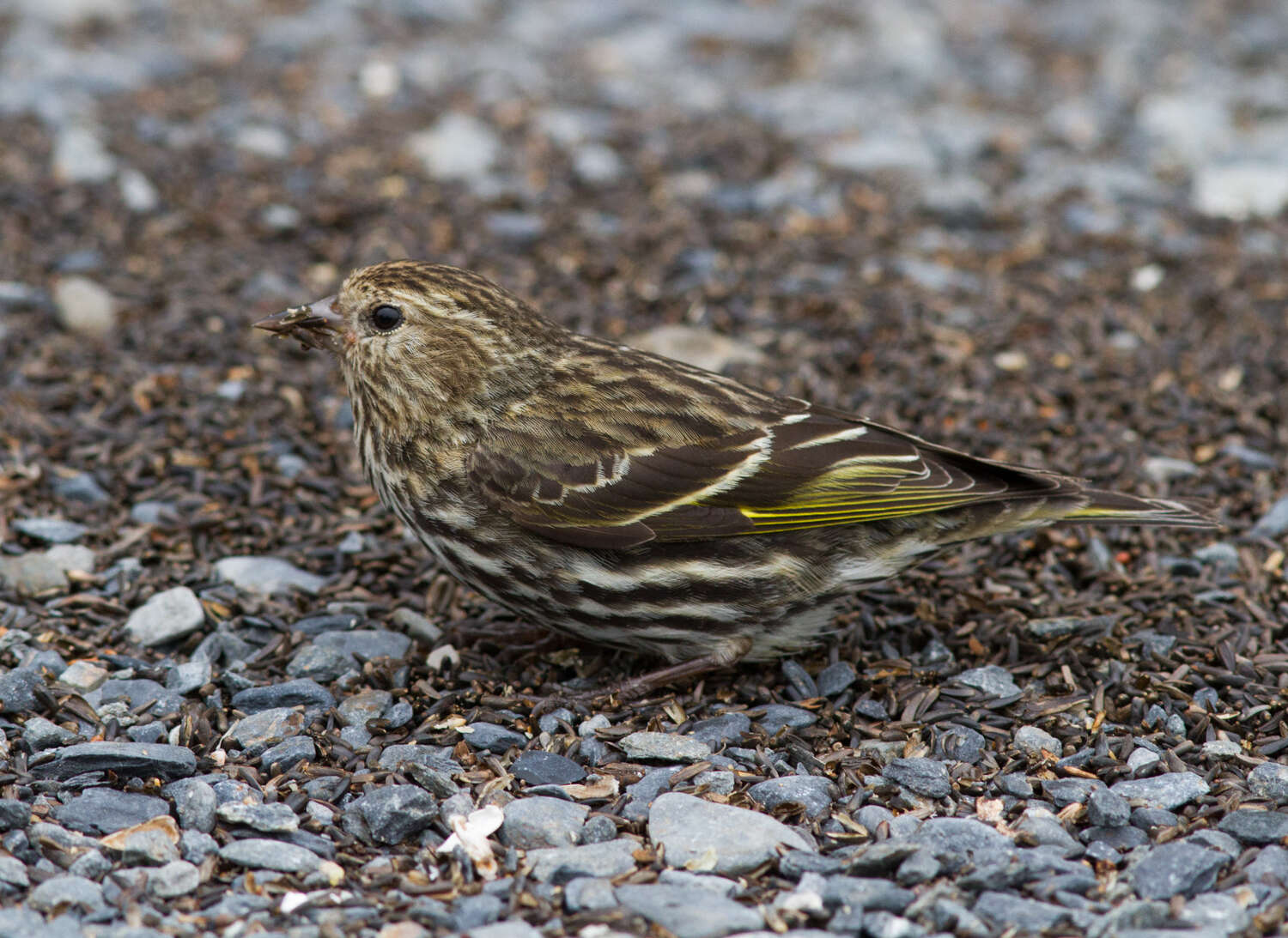 Image of Pine Siskin