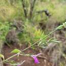 Image of Dicliptera eenii S. Moore