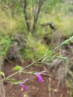 Image of Dicliptera eenii S. Moore