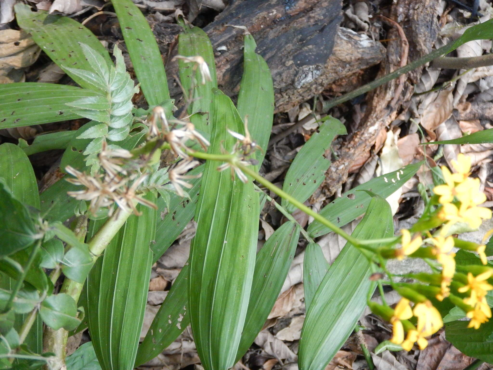 Image of Villasenoria orcuttii (Greenm.) B. L. Clark