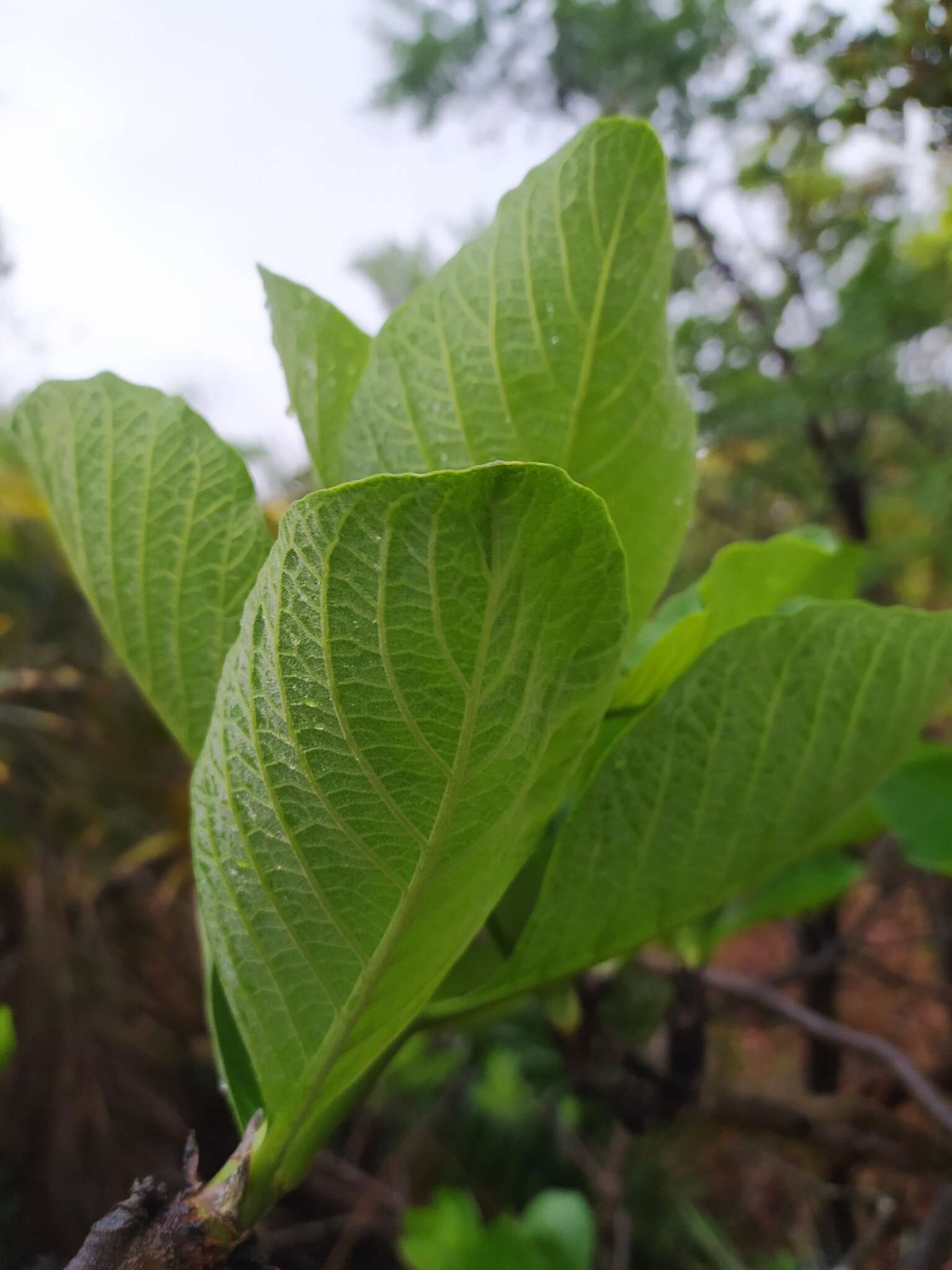 Image of Tocoyena formosa (Cham. & Schltdl.) K. Schum.