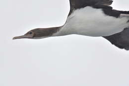 Image of Bounty Shag