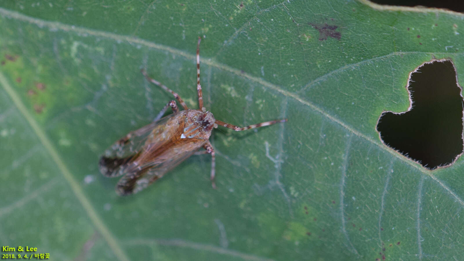 Image of Orthopagus lunulifer Uhler 1896