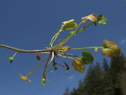 Plancia ëd Arabidopsis halleri subsp. halleri