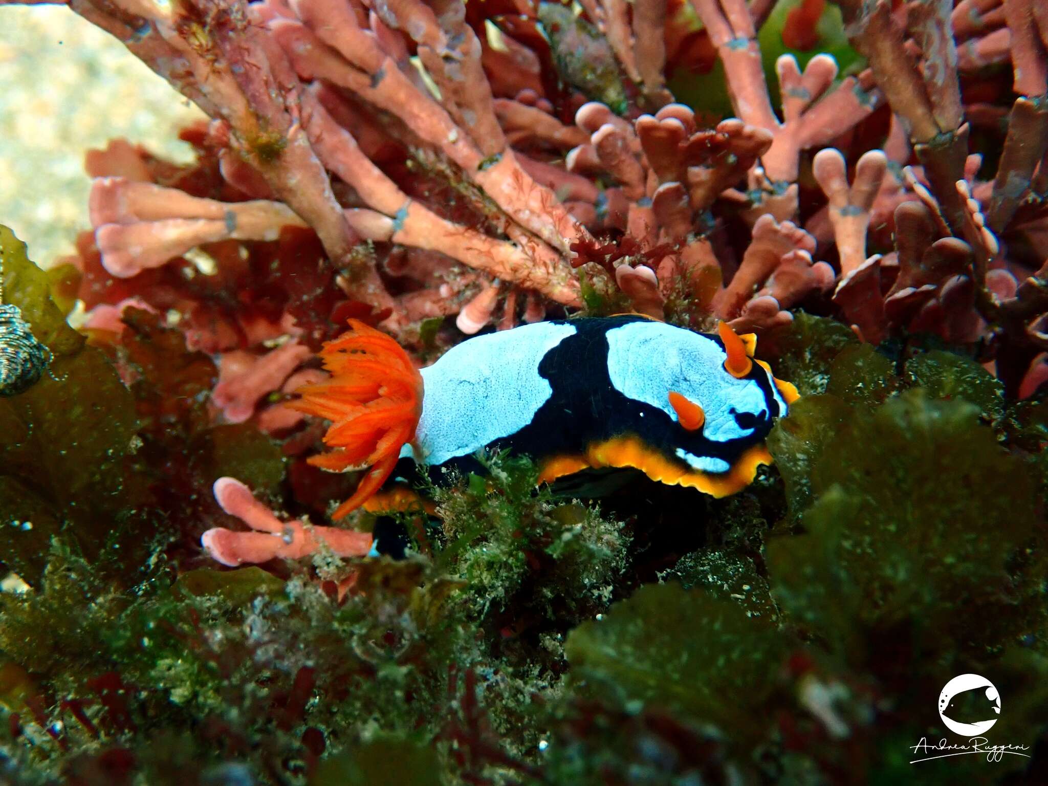 Image de Chromodoris westraliensis (O'Donoghue 1924)