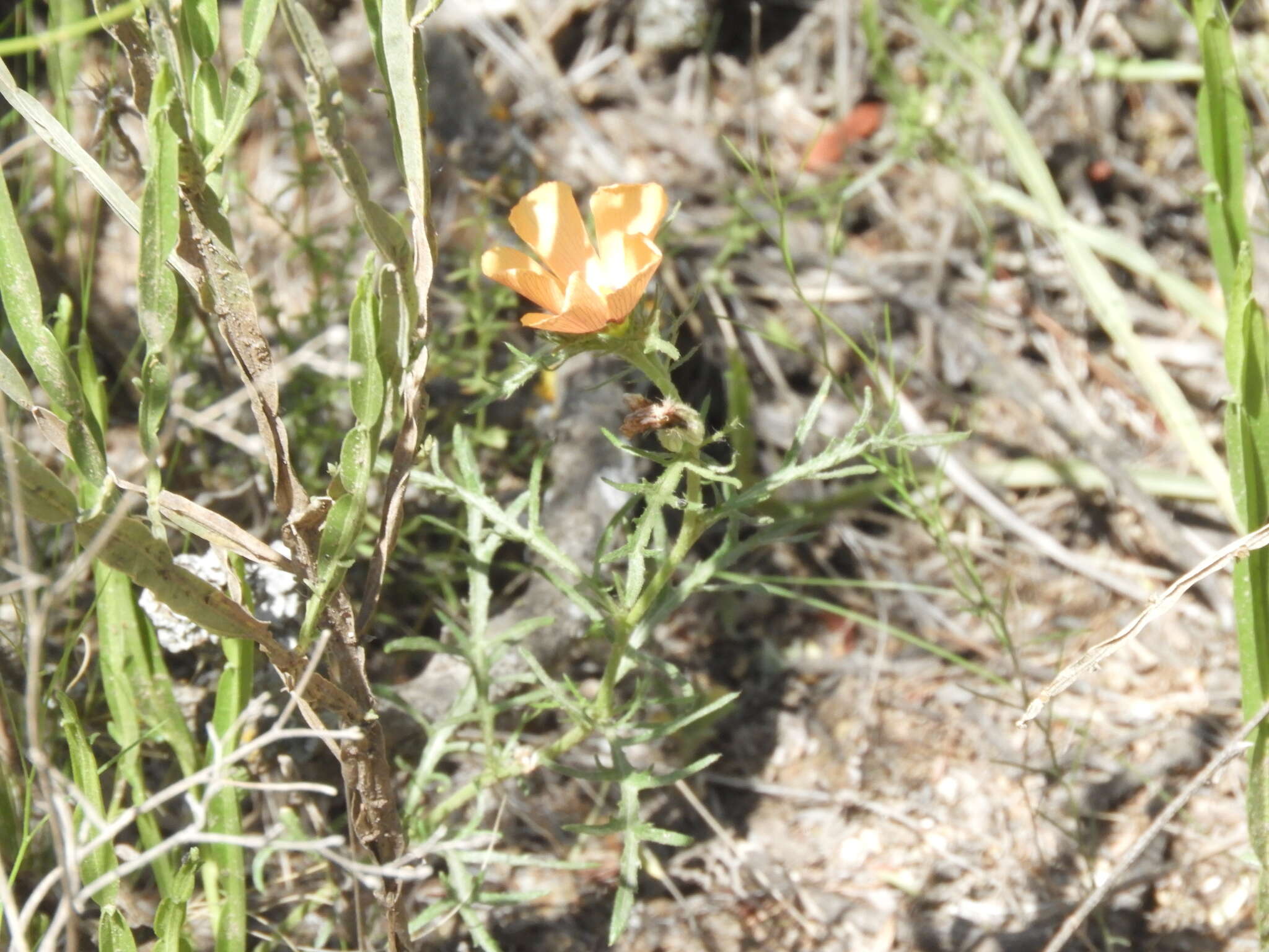 Imagem de Turnera sidoides subsp. pinnatifida (Juss. ex Poir.) M. M. Arbo