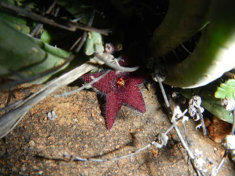 صورة Ceropegia olivacea (N. E. Br.) Bruyns