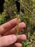 Image of Sand Flat Sedge