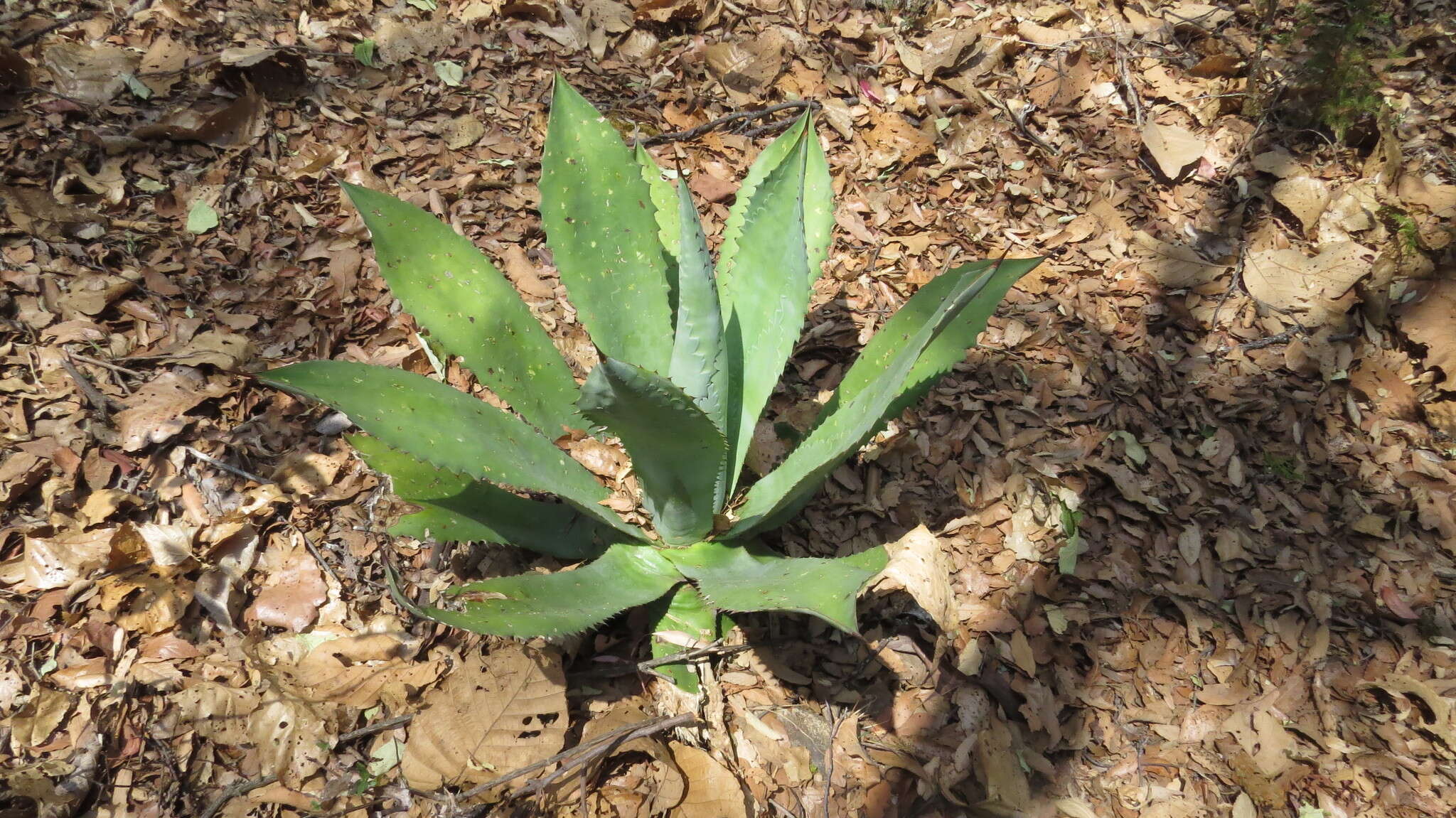 Image of Agave inaequidens K. Koch