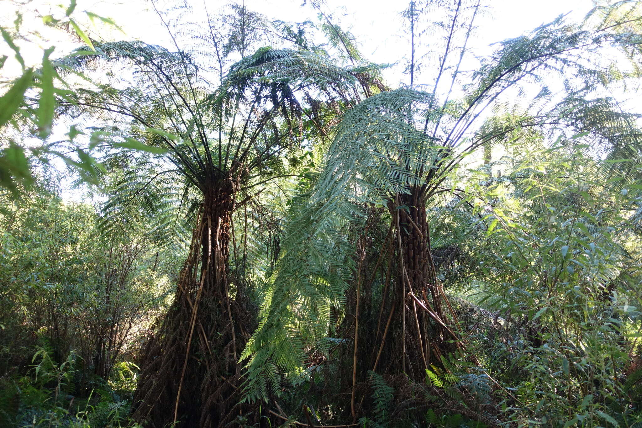 Image of Rough Tree Fern