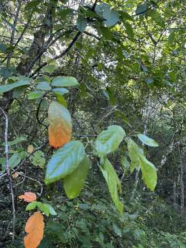 Image of Croton oerstedianus Müll. Arg.