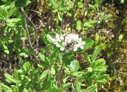 صورة Sericomyia lata (Cqouillett 1907)