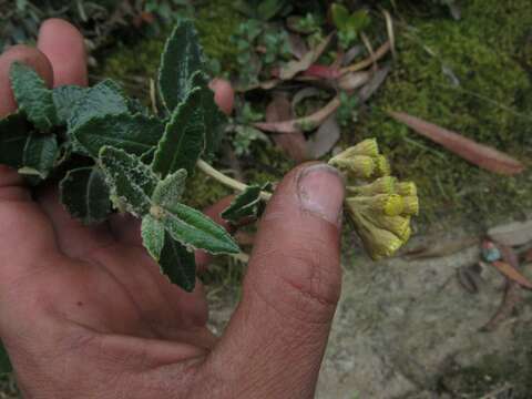 Scrobicaria resmi