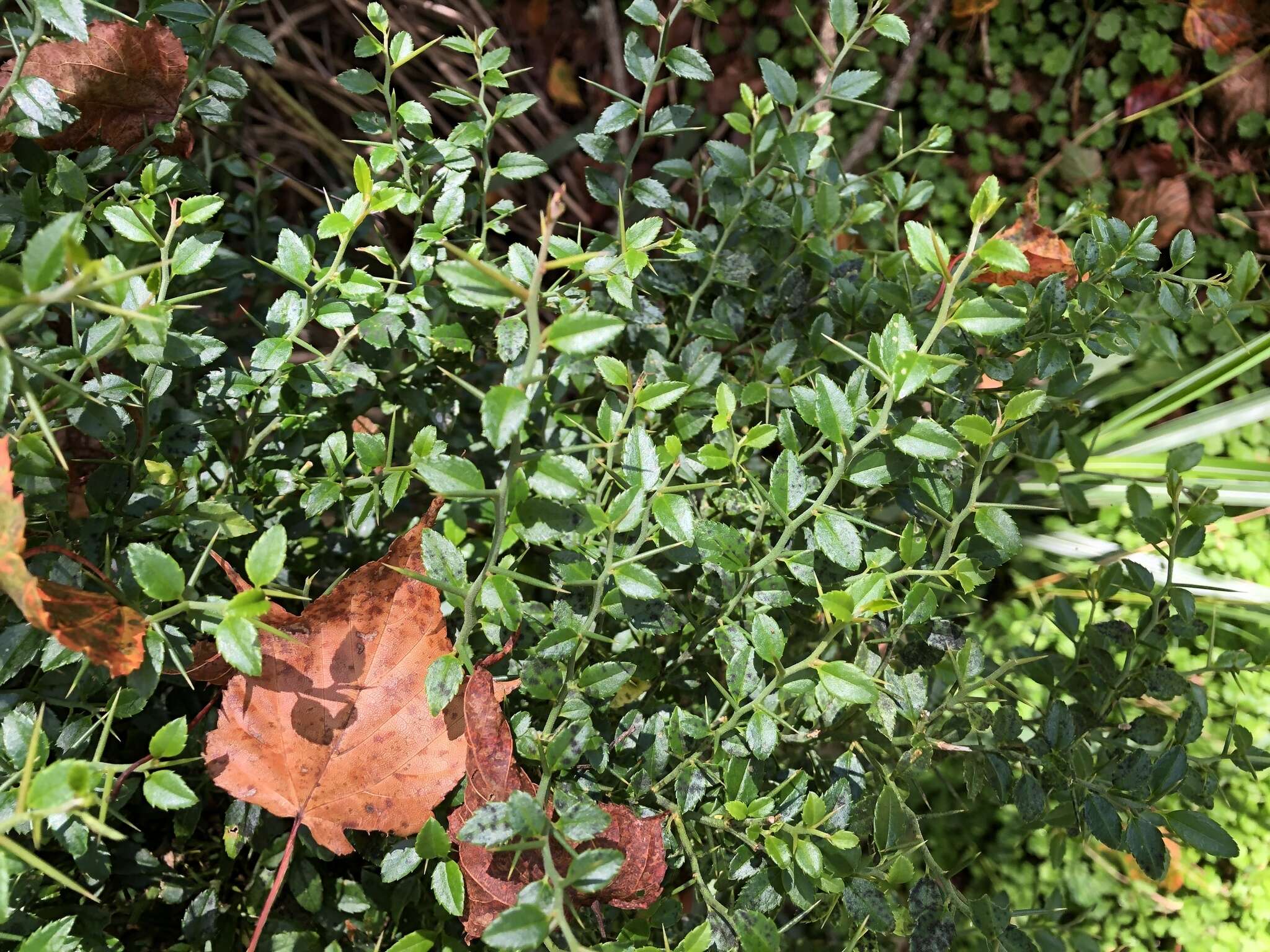 Prinsepia scandens Hayata的圖片