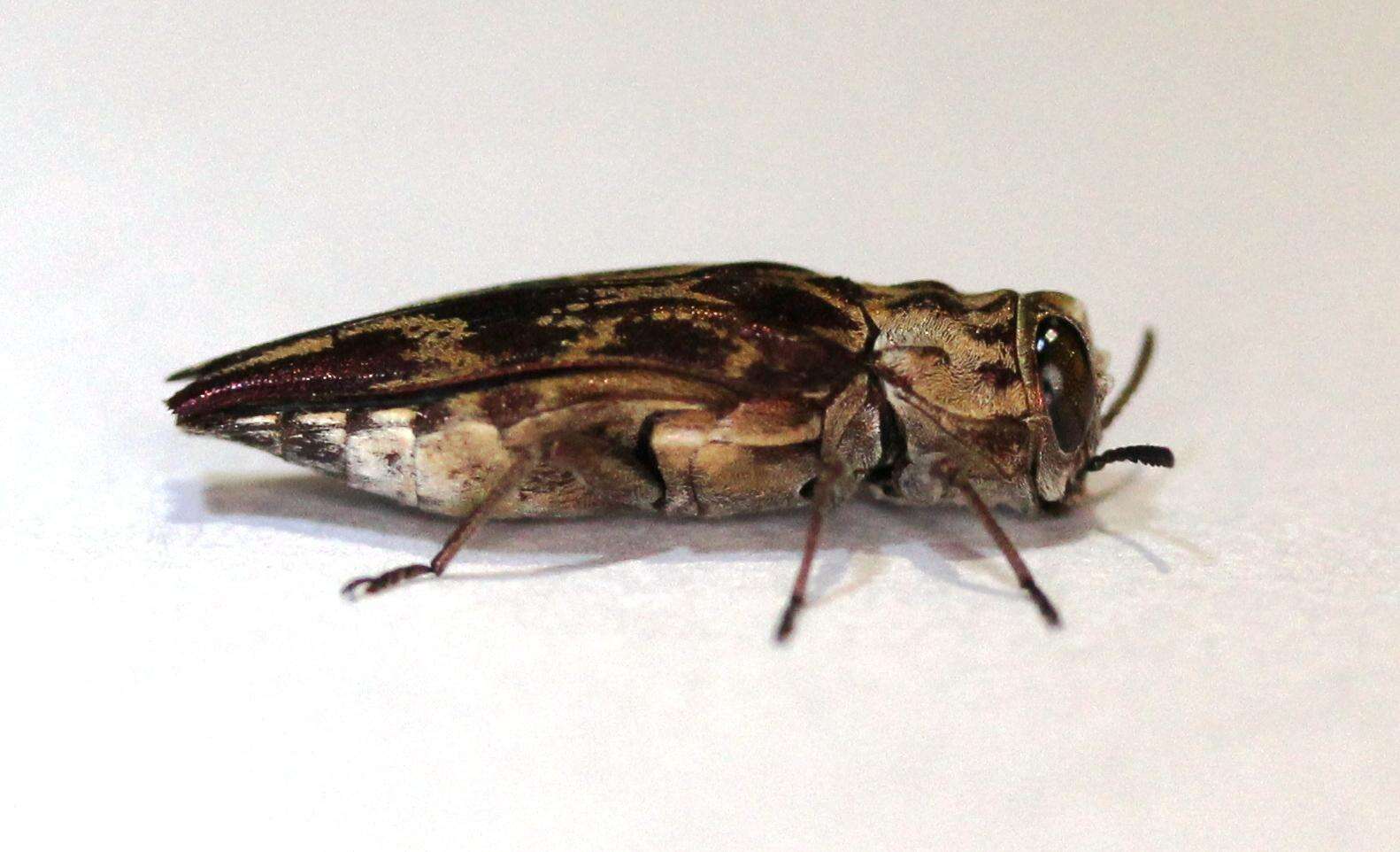 Image of Agrilus diversicolor (Wallengren 1881)