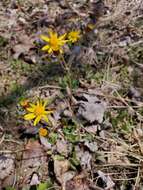 Image of shale barren ragwort