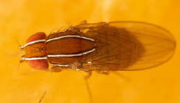 Image of African Fig Fly