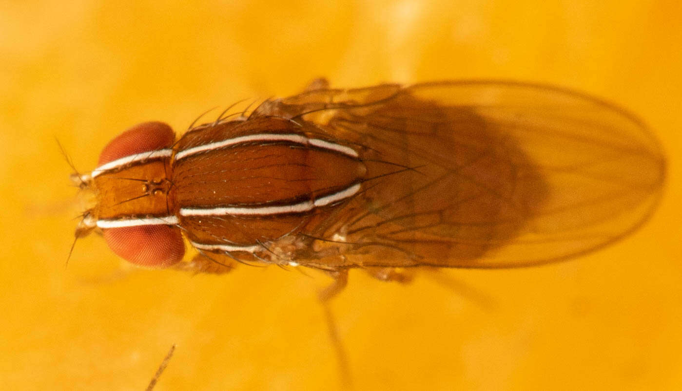 Image of African Fig Fly